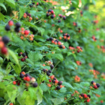 Malinočernica Selena