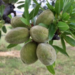 Mandľa Supernova plody detail