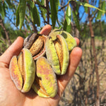 manďľa Tetenyi Botermo plody