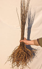 Moruše bílá semenáč