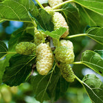 Moruša dvojodrodová - Veľkoplodá biela + Milanowek detail moruša veľkoplodá biela