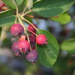 Muchovník Princess Diana plod detail ovocie