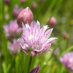 Pažítka pravá ružový kvet TKBALLSCHOENK