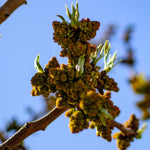 Pistácia pravá Peters, opeľovač detail stromu