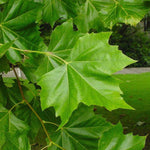 platan javorolistý platanus acerifolia hispanica listy
