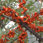 rakytník Aromat červené plody ker