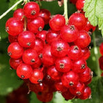 Ríbezľa červená Jonkheer van Tets plody detail ovocný ker