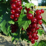 Ríbezľa červená Losan plody detail ovocný ker