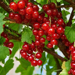 Ríbezľa červená Vitan plody detail ovocný ker