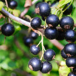Ríbezľa čierna Ben Lomond plody detail