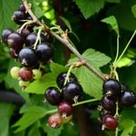 Ríbezľa čierna Cassisima Black Marble plody ovocný ker