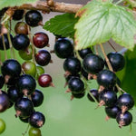 Ríbezľa čierna Viola plody detail ker