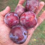 Ringlota Althanova plody detail