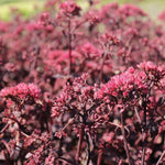 Rozchodník Purple Emperor kvety Sedum Purple Emperor
TSSEDPUEMK