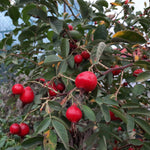 ruža plodová Karpatia červené plody