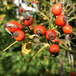 ruža šípová čevrené plody