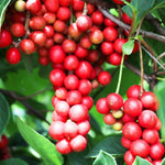 Schizandra čínska plody detail OKSCHIK