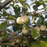 Slivka Mirabelka nancyská plody detail