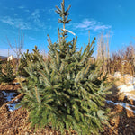 Smrek balkánsky ( omorikový ) strom detail ISMRBALB