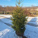 Smrek obyčajný strom detail
ISMROBYB