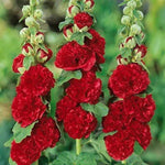 Alcea rosea ´Chaters Red topoľovka ružová jedlé kvety červeníé TJKTOPRUZK