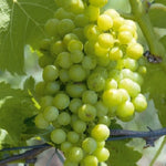 Vinič hroznorodý Aletta plody strapec hrozno biele vinič biely