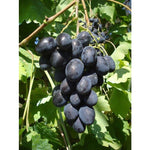 Vinič hroznorodý Black Magic detail plody