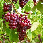 Vinič hroznorodý Einset Seedless detail plody