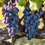 Vinič hroznorodý Jupiter detail plody