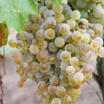 Vinič hroznorodý Savilon plody strapec biely vinič