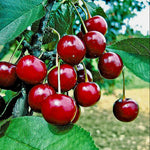 višňa Vackova Prunus cerasus červené plody na strome