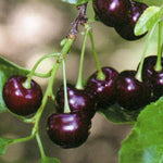 Višňa Záhoráčka plody detail