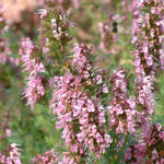 Yzop lekársky Roseus ružové kvety OTYZLEKROK