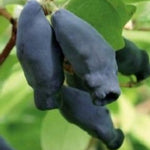 Zemolez kamčatský Boreal Blizzard lonicera kamtschatica plody
OKZKBORBLIK