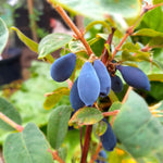 zemolez kamčatský Sinij Utes plody Lonicera kamtschatica
OKZKSINUTEK