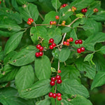 Zemolez obyčajný kvety plody
LKZOBYK