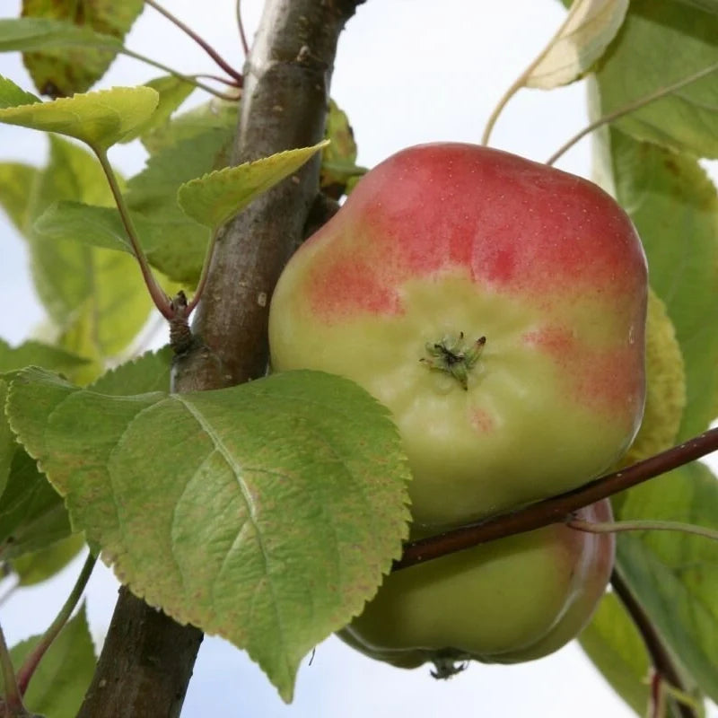 Jabĺčka ako z vianočnej rozprávky urobia parádu aj v januári