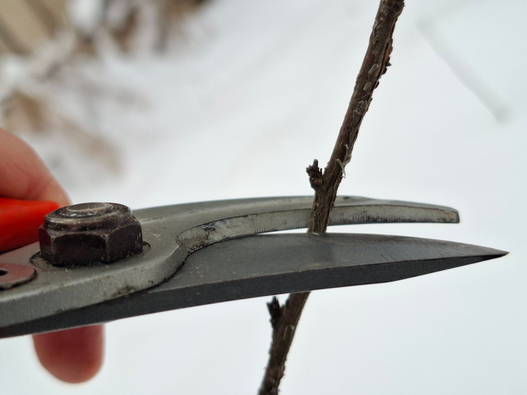 Povýsadbový rez: rozhodujúci krok pre ujatie drevín po výsadbe