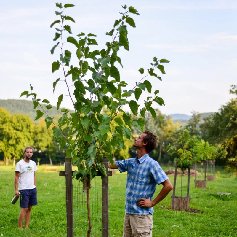 Napodobňujme starostlivosť lesa