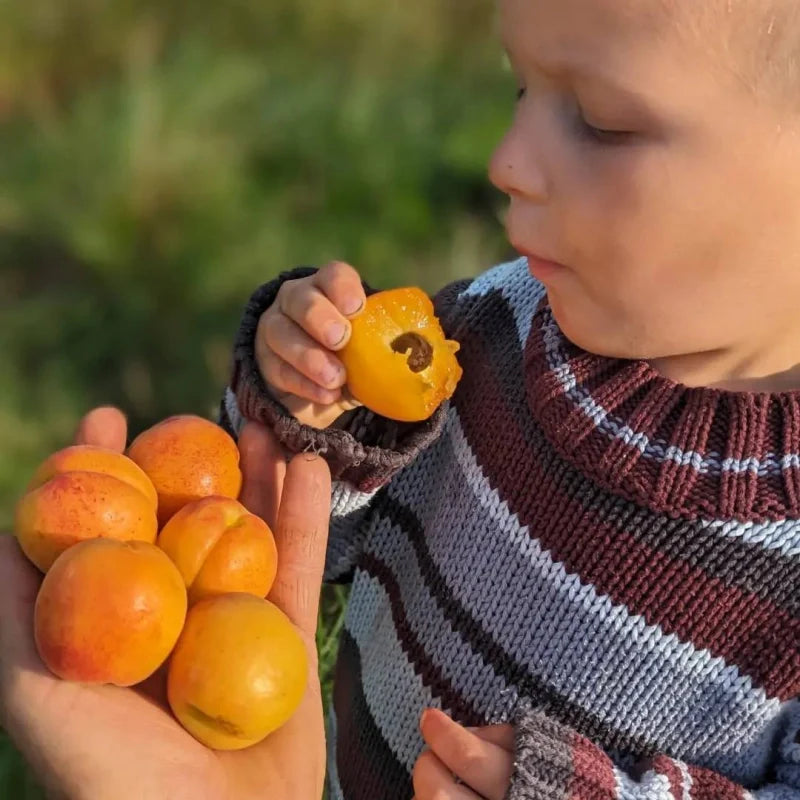 Pestujeme dlhoveké marhule