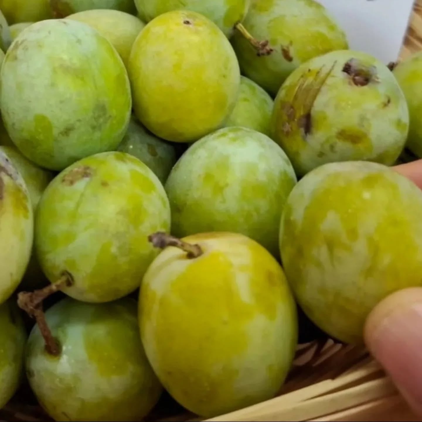 Zelená ringlota, kráľovná na strome