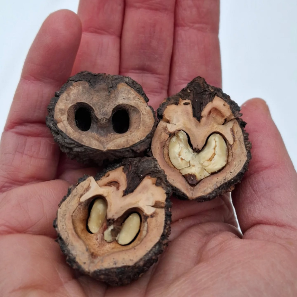 Orech čierny: čierna duša, no srdce na pravom mieste