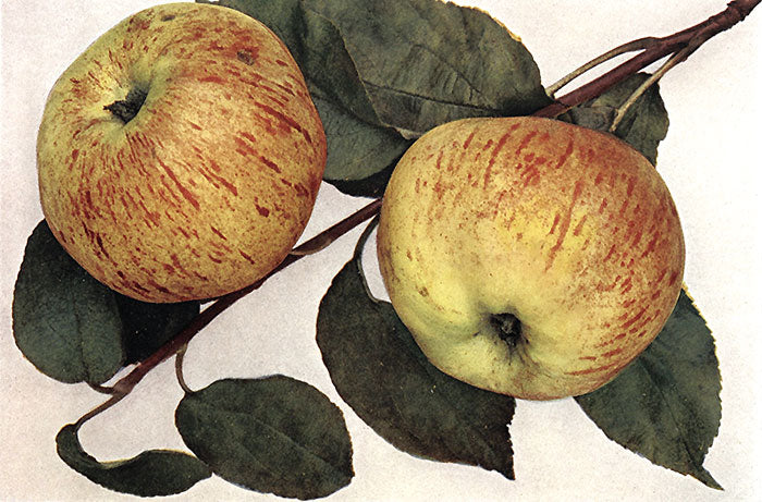 jablko grávštynské