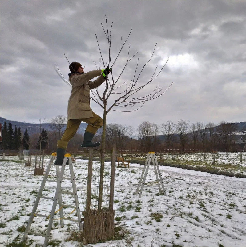 Výchovný rez: predpoklad dlhého života vašich stromov