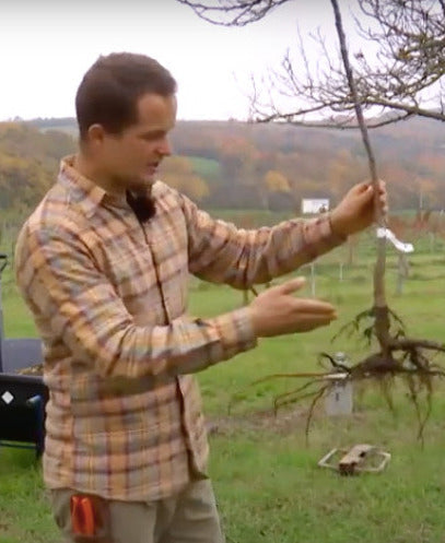 Obnova ovocných sadov