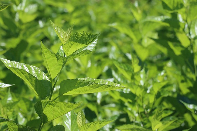 Pestovanie moruší zo semien