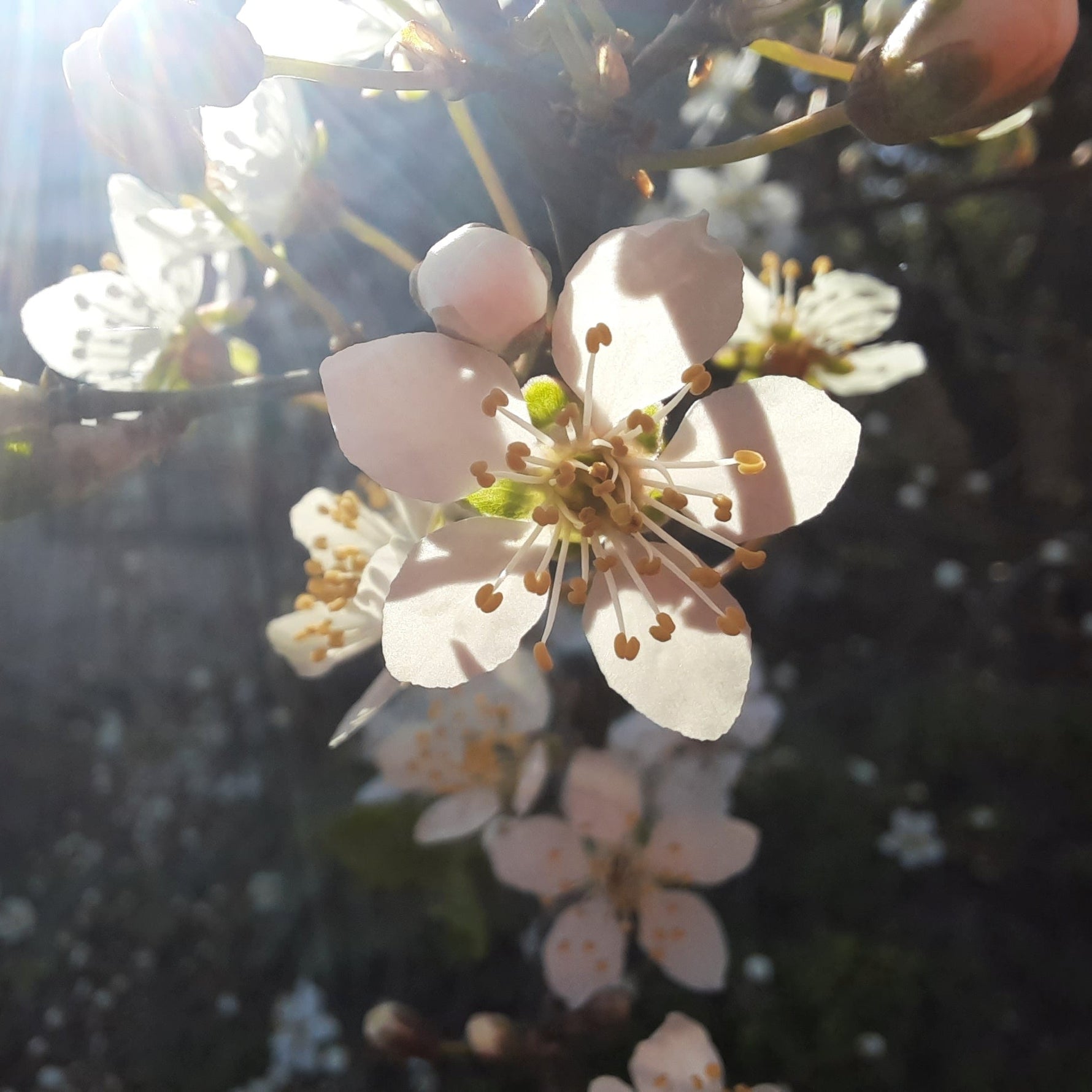 Ovocné cesty krajinou