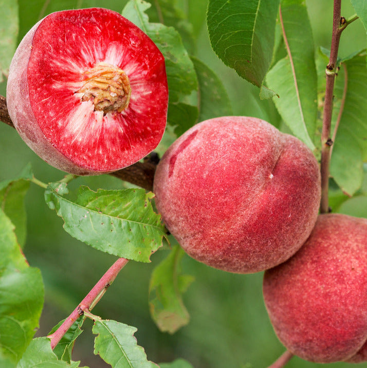 Pestujeme vitálne broskyne