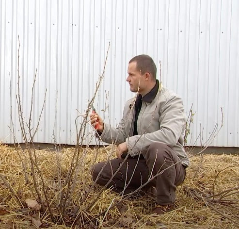 Rez čiernych ríbezlí