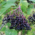 bez černý Sambucus nigra černé plody